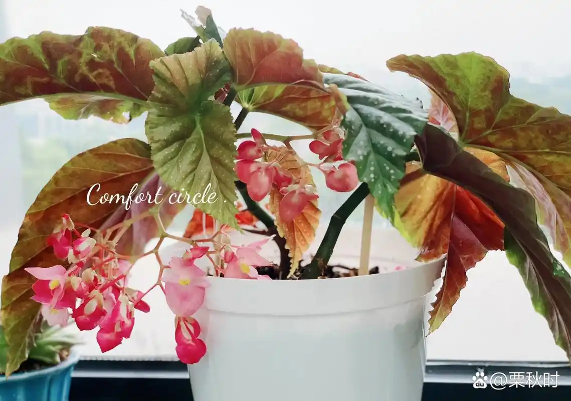 竹节海棠——默默浇灌,静待花开 春节时休假二十多天,原本泡在花瓶里