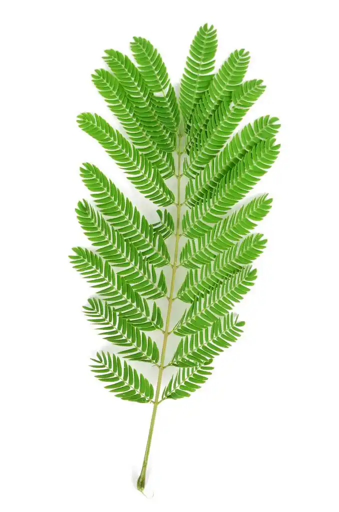 在白色背景上的合欢叶