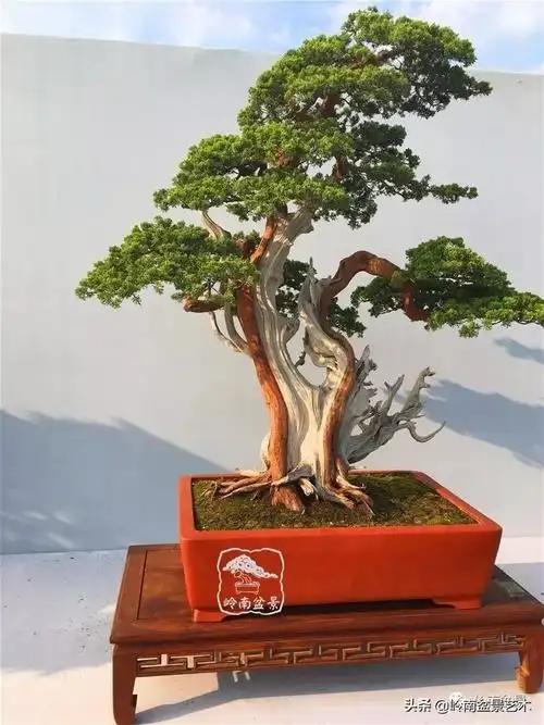 柏树盆景(柏树盆景放家里吉利吗)