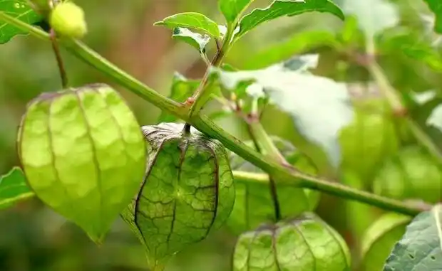 灯笼草的功效与作用 灯笼草图片鉴赏