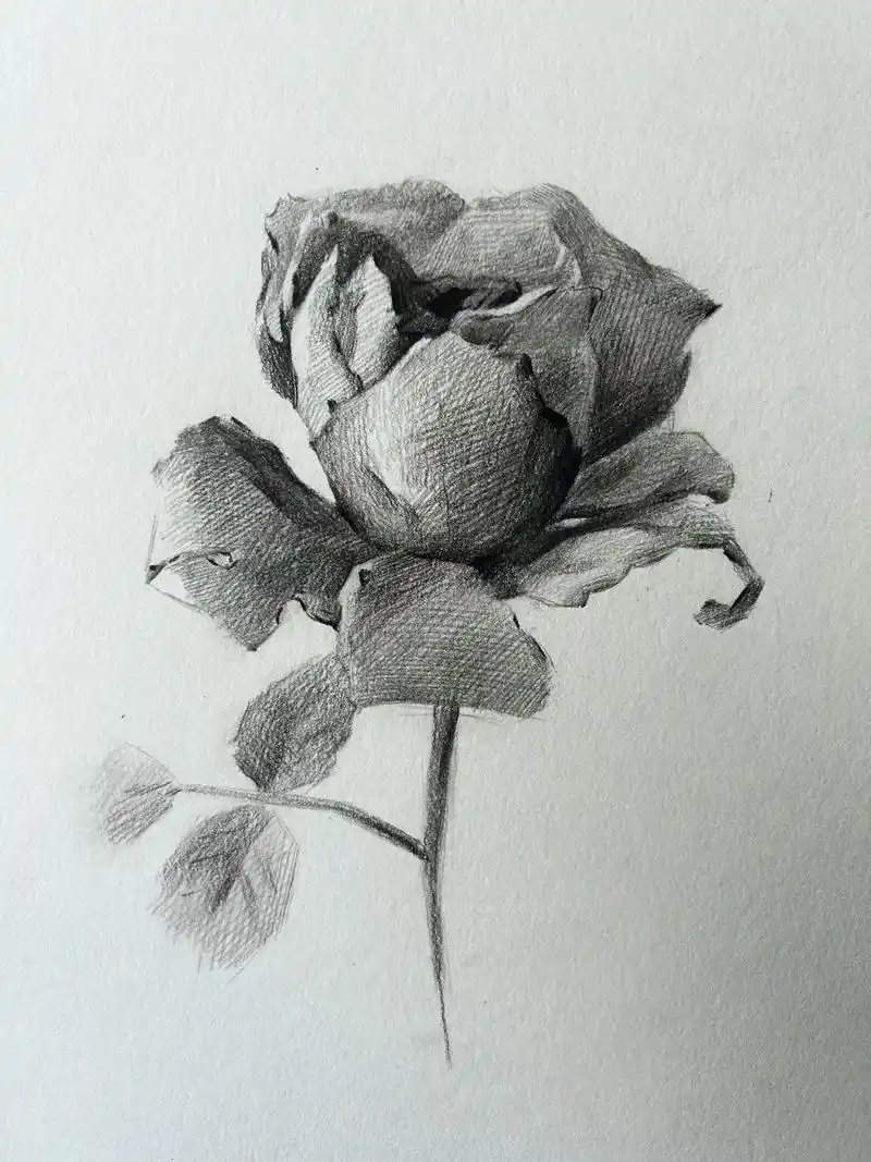 一朵花花,材料用的炭笔和素描本啦～ #绘 - 抖音