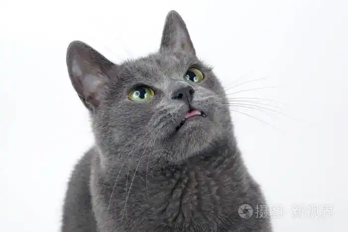 一只美丽的灰色猫在白色背景上的工作室肖像