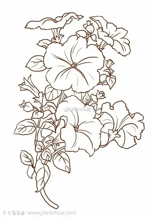 牵牛花简笔画