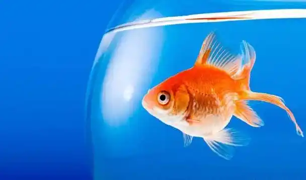 你以为鱼只会游来游去?