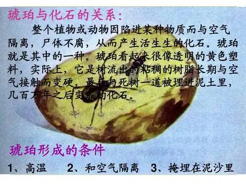 琥珀形成的条件 1,高温 2,和空气隔离 3,掩埋在泥沙里