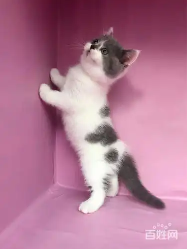 【搞定了!】cfa纯种血统英短蓝白梵花 小母猫