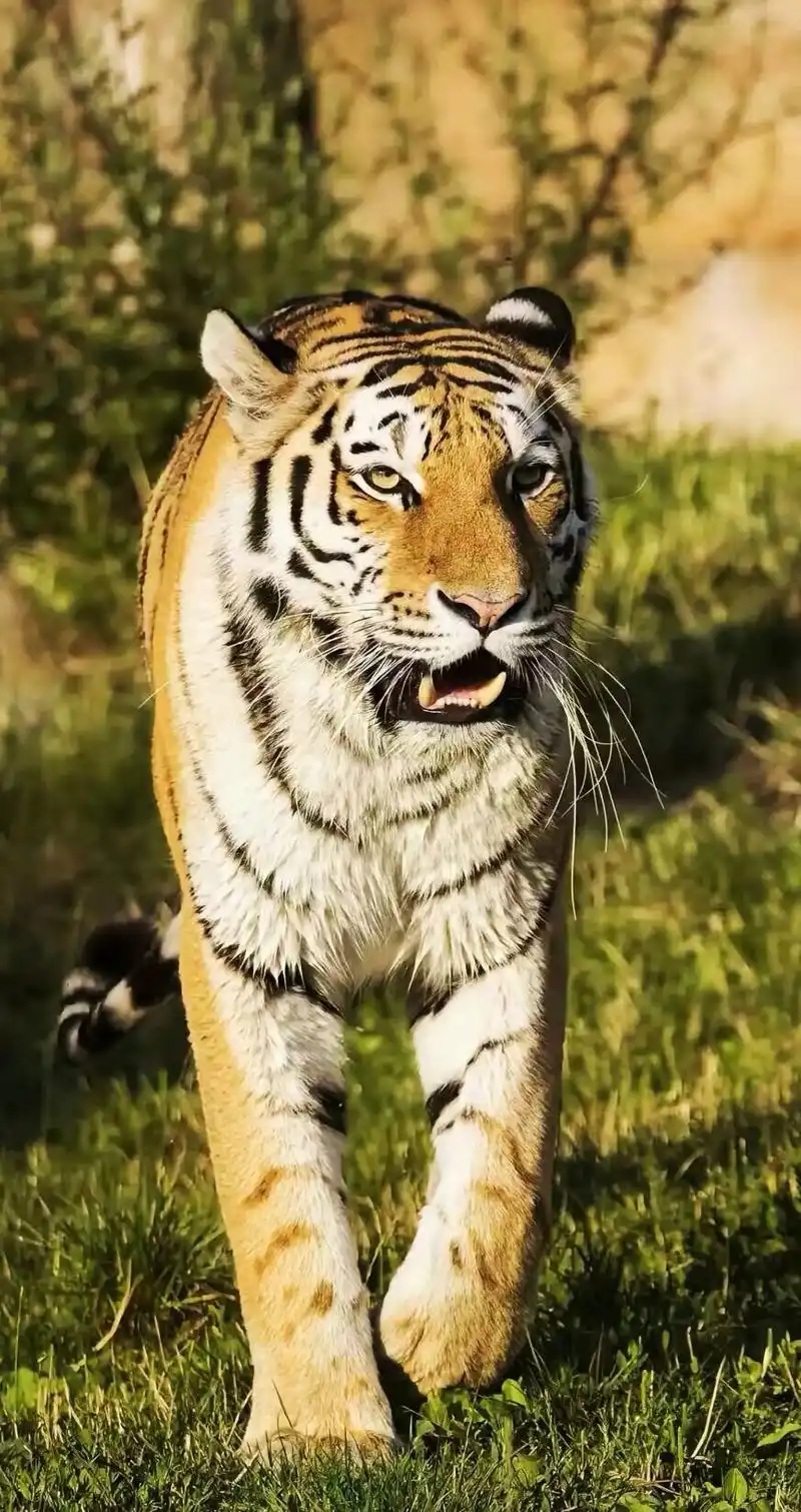 分享一组大自然的王者,凶猛霸气的老虎图集