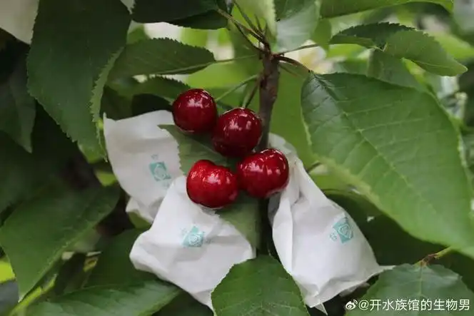 甘肃天水宾库樱桃上架,酸甜浓郁风味的糯樱桃!