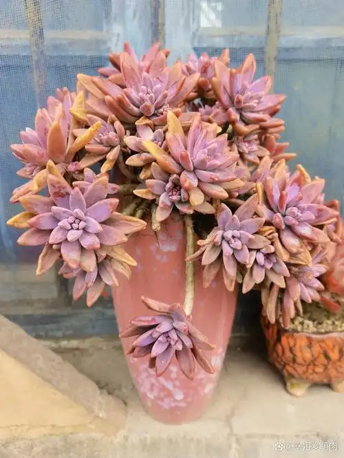 今日多肉2:秋丽