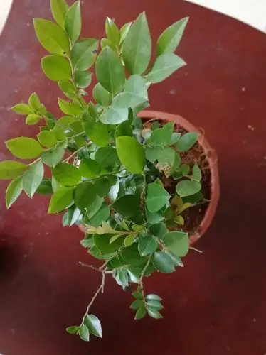 小叶紫檀 - 美篇