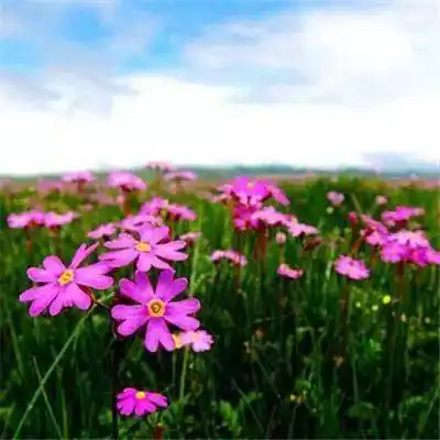 中老年头像大全:大富大贵,招财旺运的微信头像_一个人