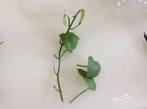 废物瓶水培绿萝