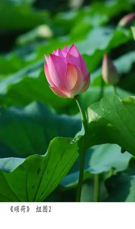 《颂荷》组图1-5 荷花"出淤泥而不染,濯清涟而不妖"是高雅廉洁的代表.