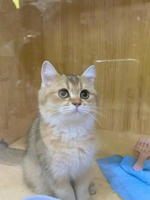 25号色金渐层弟弟,四个月大,买猫一时冲动,对猫的品相一点都不了解,凭