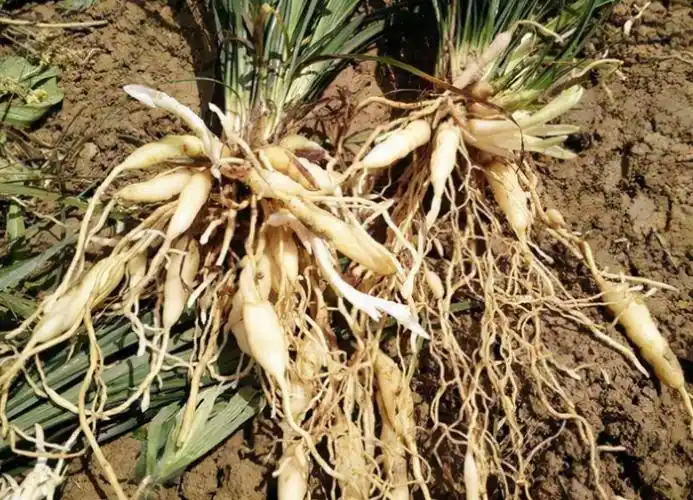 野生麦冬图片(麦地里的小杂草) - 赤虎壹号