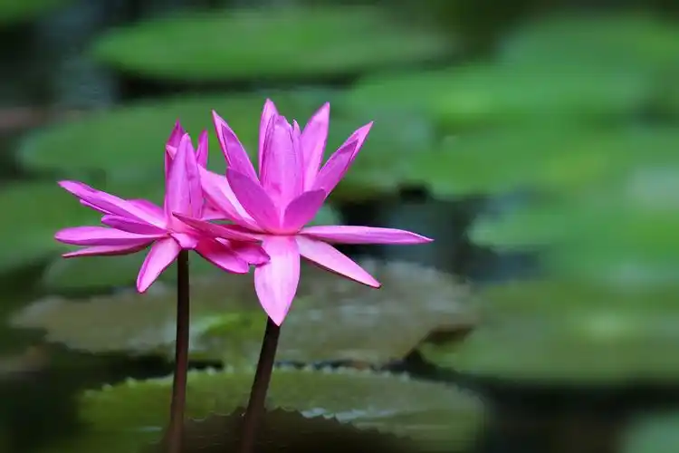 《姊妹花》在中科院华南植物园盛开的红花睡莲.