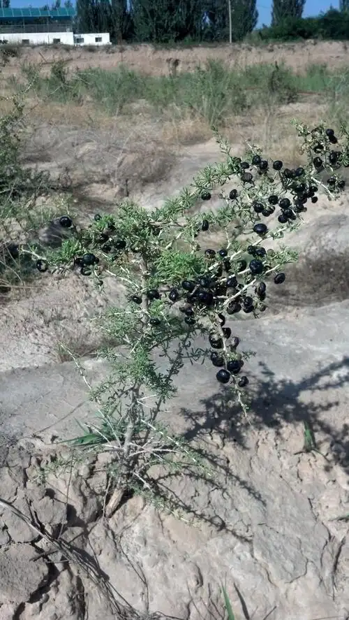 黑枸杞采摘时机的把握    甘肃省临夏州永靖县林业局  焦