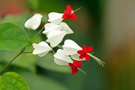 龙吐珠怎么养 - 花百科