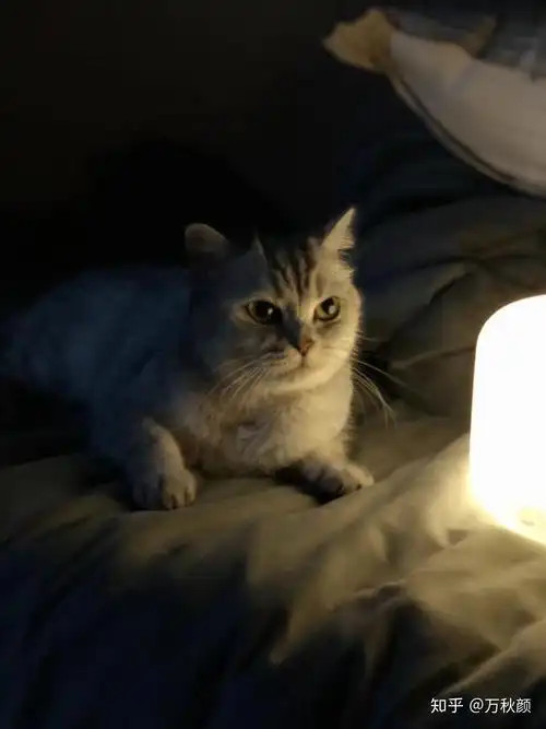 养银渐层是种怎样的体验?