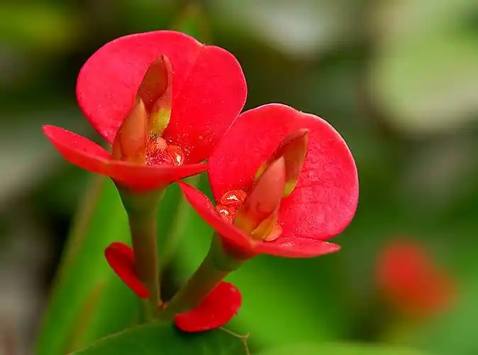 清纯乖巧的虎刺梅