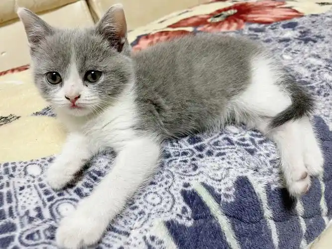 五一接回来的蓝白英短妹妹