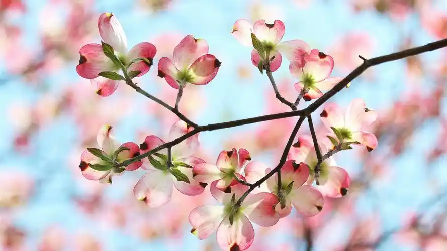 春天,花园,树枝,粉红色的花朵,花瓣 壁纸 - 1600x900