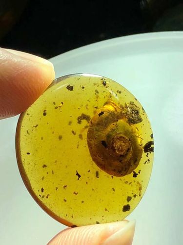 素缘缅甸天然虫珀吊坠0415琥珀带蜗牛标本化石原石坠子戒面挂件