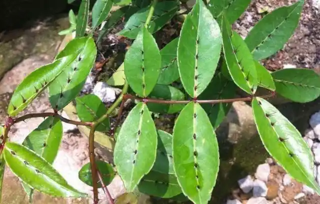 农村俗语"门前种上蛇怕草,毒蛇见了都会跑"中,蛇怕草是什么?