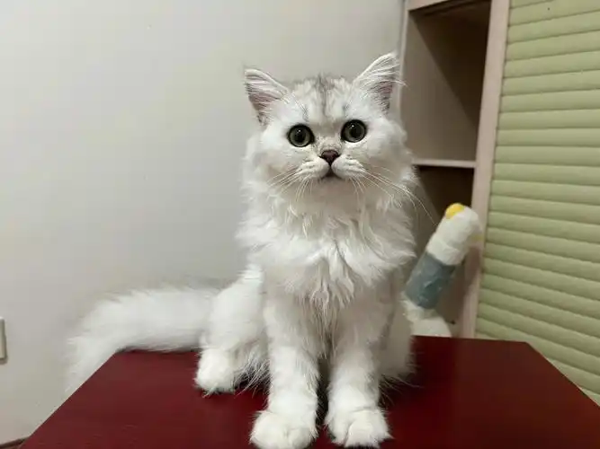 两针疫苗 去新家完全不用操心#青岛猫舍  #金吉拉猫  #长毛银渐层