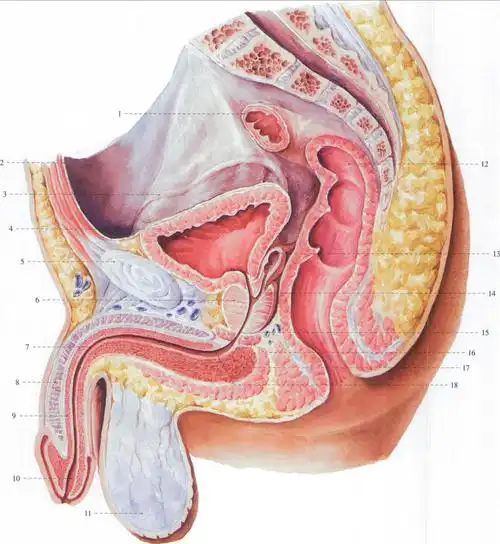 223.男性盆腔 (正中矢状切面)