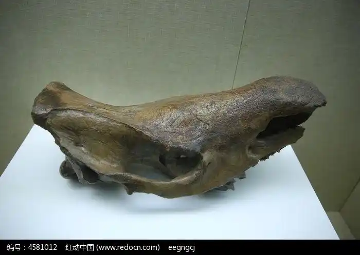 披毛犀牛头骨化石