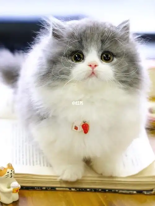 蓝白拿破仑母猫蓝白色长毛猫拿破仑猫咪