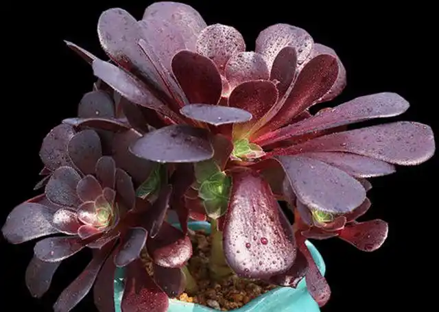 5月份带盆入手的多肉紫羊绒法师不知道怎么换盆?建议这样操作