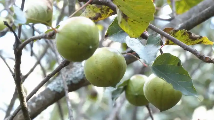 图为舍得乡箐脚村油桐果眼下,舍得乡礓嚓村上千亩的油桐树硕果累累