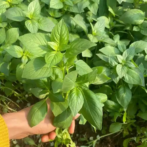 媚调 河南荆芥菜新鲜新鲜荆芥茎芥新鲜现摘大叶荆芥菜食用调味菜 净重