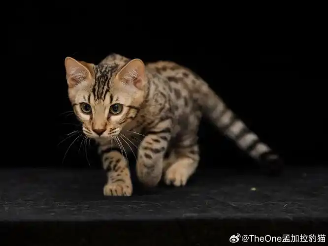 萌宠集中营##新手养猫##宠物卖萌中心##孟加拉豹猫##北京猫舍