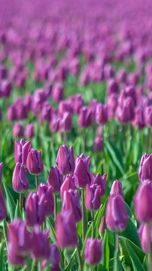 紫色的郁金香,花场,模糊