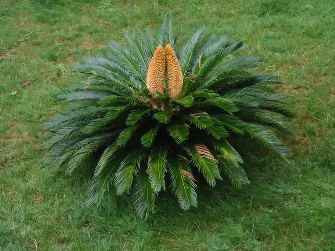 铁树怎么养铁树的养殖方法