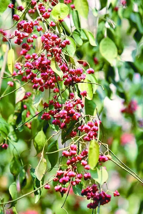 绿城广场上的丝绵木果,果实有突出的四棱角,在树上悬挂长达两个月之久