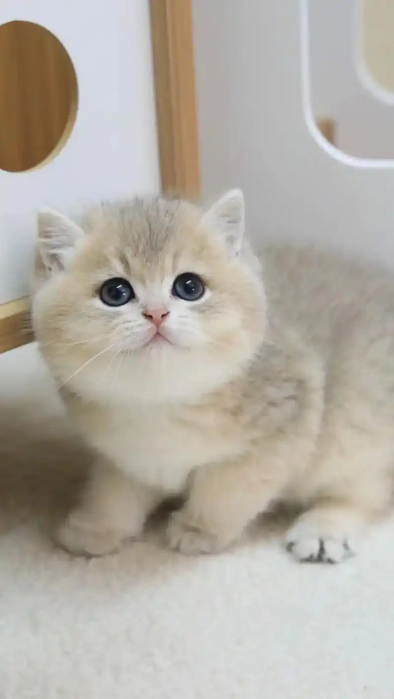 你是来拉屎的吧! 英短蓝金渐层弟弟 胖墩墩一小只 #蓝金渐层 - 抖音