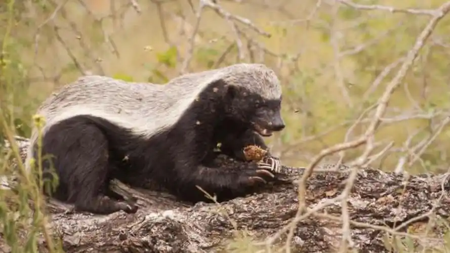 平头哥到底有多猛?咬蜥蜴干豪猪,掏个蜂蜜被蛰成猪头太搞笑了!