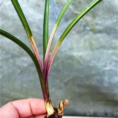 蕙兰红香妃精品斑艺 - 中国兰花交易网