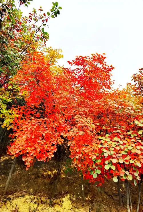 转山公园秋意渐浓,红叶满山!