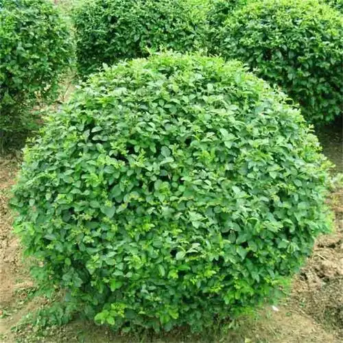 小叶女贞球哪里便宜_贵州新调整