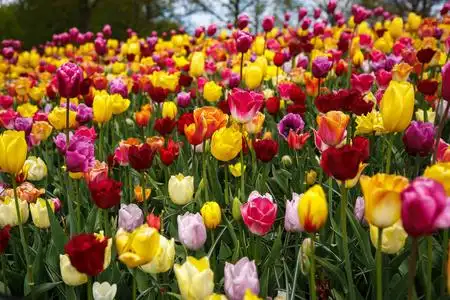 充满活力的春天图片