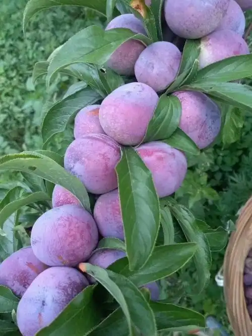 香甜可口的红脆李赶快来瞧瞧咯