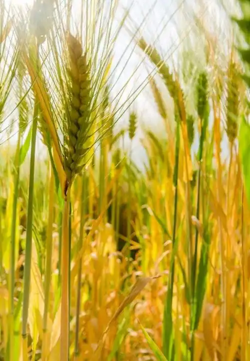 不熟的麦穗直刺刺地向上挺着,成熟的麦穗则低着头. 为什么?