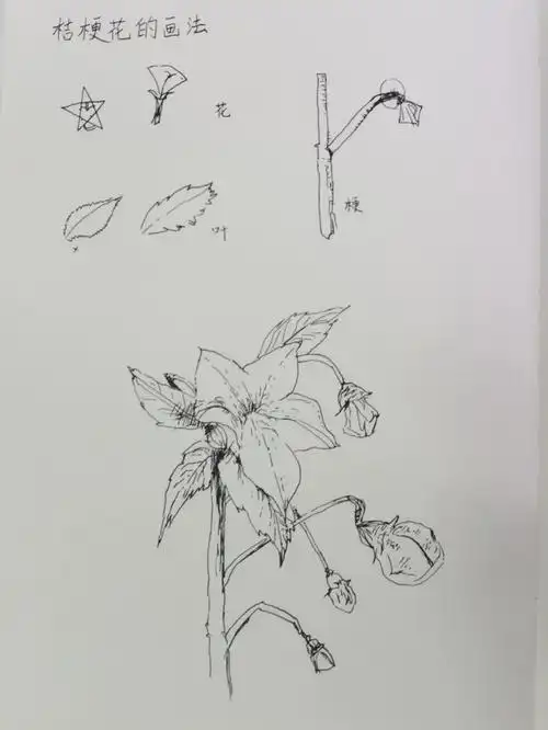 钢笔画   桔梗花的画法临摹附加步骤#钢笔速写