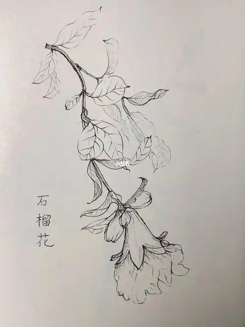 花卉速写028石榴花
