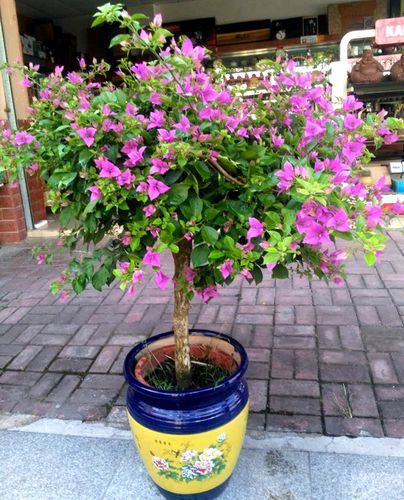 最美庭院阳台紫色三角梅高档盆栽五年植株叶子花南宁花卉同城速递